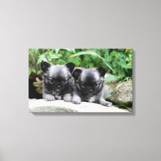 Puppies van Long Hazard Chihuahua Canvas Afdruk (Voorkant)