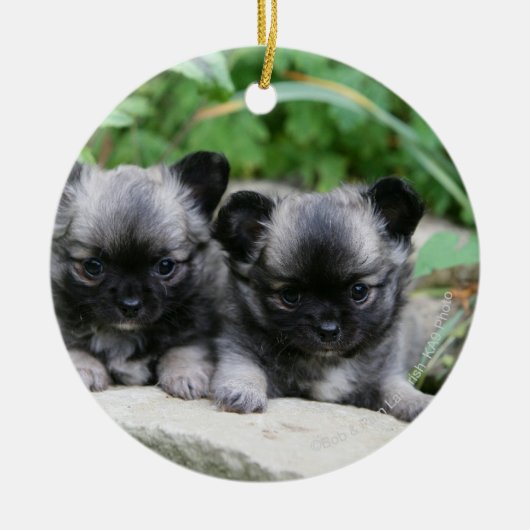 Puppies van Long Hazard Chihuahua Keramisch Ornament (Voorkant)