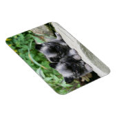 Puppies van Long Hazard Chihuahua Magneet (Rechterzijde)