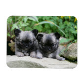 Puppies van Long Hazard Chihuahua Magneet (Horizontaal)