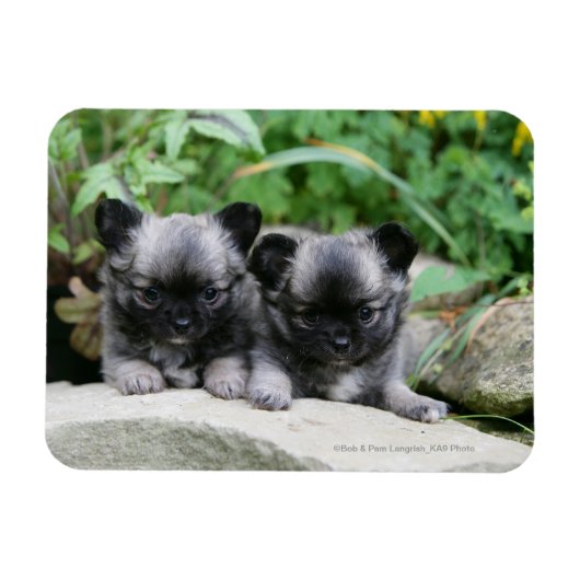 Puppies van Long Hazard Chihuahua Magneet (Horizontaal)