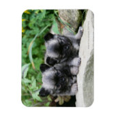 Puppies van Long Hazard Chihuahua Magneet (Verticaal)