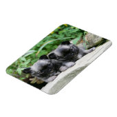 Puppies van Long Hazard Chihuahua Magneet (Linkerzijde)