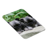 Puppies van Long Hazard Chihuahua Magneet (Rechterzijde)