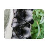 Puppies van Long Hazard Chihuahua Magneet (Horizontaal)