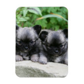 Puppies van Long Hazard Chihuahua Magneet (Verticaal)