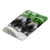 Puppies van Long Hazard Chihuahua Magneet (Linkerzijde)