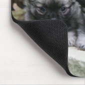 Puppies van Long Hazard Chihuahua Muismat (Hoek)