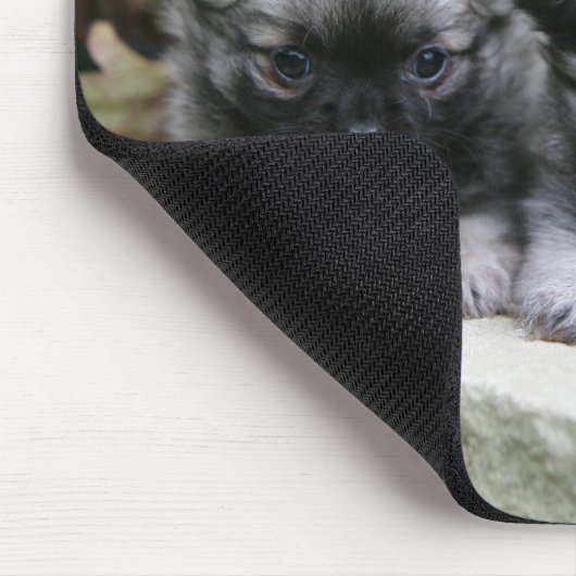 Puppies van Long Hazard Chihuahua Muismat (Hoek)