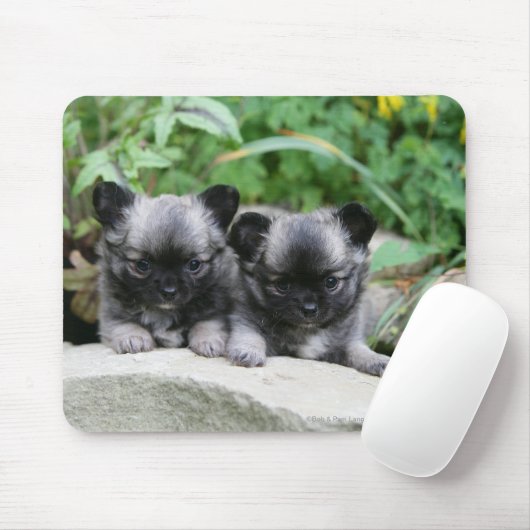 Puppies van Long Hazard Chihuahua Muismat (Met muis)