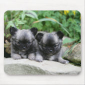 Puppies van Long Hazard Chihuahua Muismat (Voorkant)