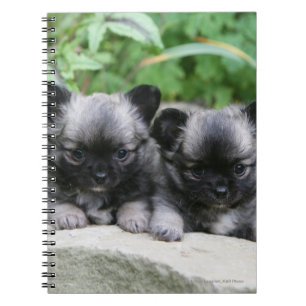 Puppies van Long Hazard Chihuahua Notitieboek