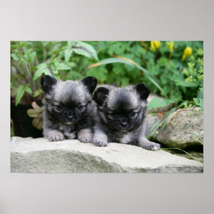 Puppies van Long Hazard Chihuahua Poster