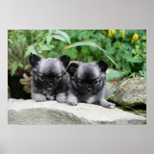 Puppies van Long Hazard Chihuahua Poster (Voorkant)