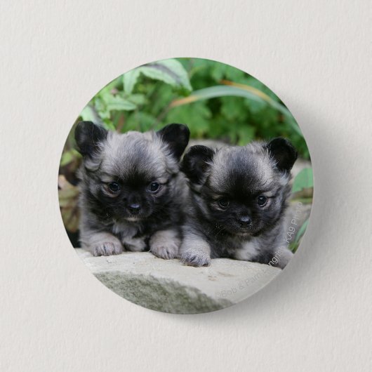 Puppies van Long Hazard Chihuahua Ronde Button 5,7 Cm (Voorkant)