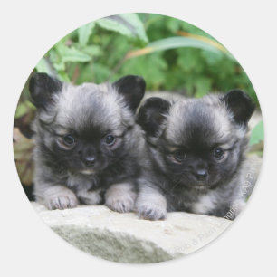 Puppies van Long Hazard Chihuahua Ronde Sticker