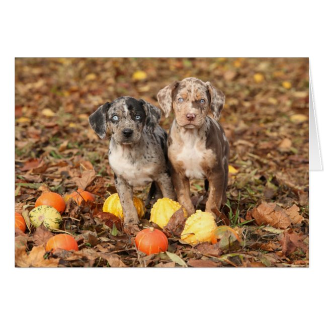 Puppies van Louisiana Catahoula met pompoenen (Voorkant Horizontaal)