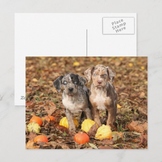 Puppies van Louisiana Catahoula met pompoenen Briefkaart (Voorkant / Achterkant)