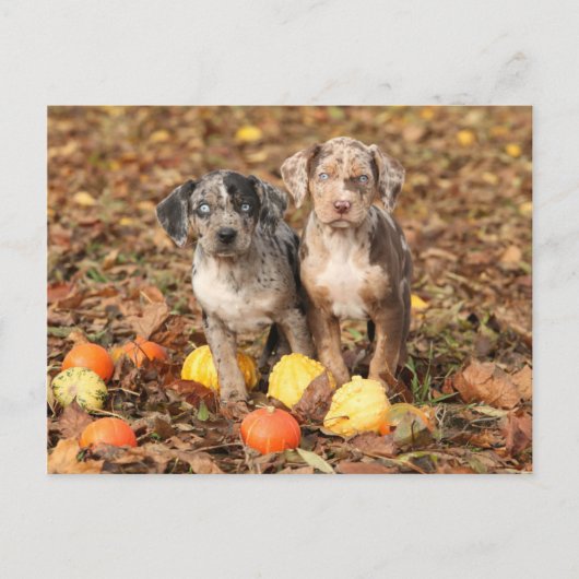 Puppies van Louisiana Catahoula met pompoenen Briefkaart (Voorkant)