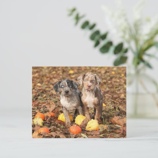 Puppies van Louisiana Catahoula met pompoenen Briefkaart (Staand voorkant)