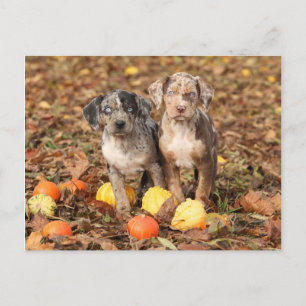 Puppies van Louisiana Catahoula met pompoenen Briefkaart