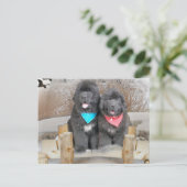 Puppies van Newfoundland houden van het strand Briefkaart (Staand voorkant)