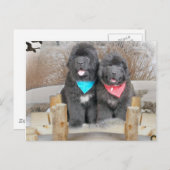 Puppies van Newfoundland houden van het strand Briefkaart (Voorkant / Achterkant)