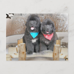 Puppies van Newfoundland houden van het strand Briefkaart