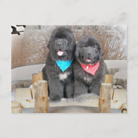 Puppies van Newfoundland houden van het strand Briefkaart (Voorkant)