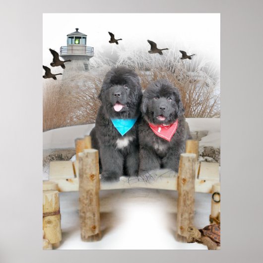 Puppies van Newfoundland op het strand Poster (Voorkant)