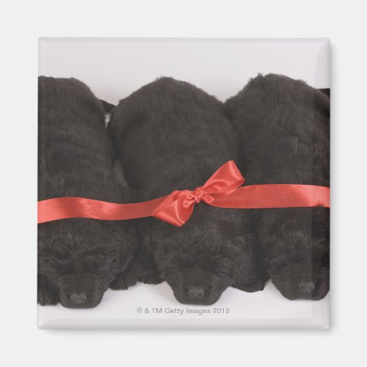 Puppies van Newfoundland slapen (Canis) Magneet (Voorkant)