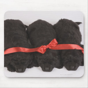 Puppies van Newfoundland slapen (Canis) Muismat
