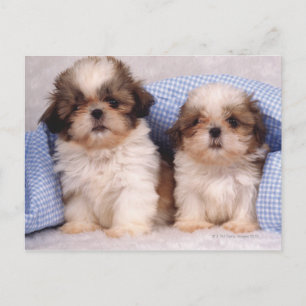 Puppies van Shih Tzu onder een gecontroleerde deke Briefkaart