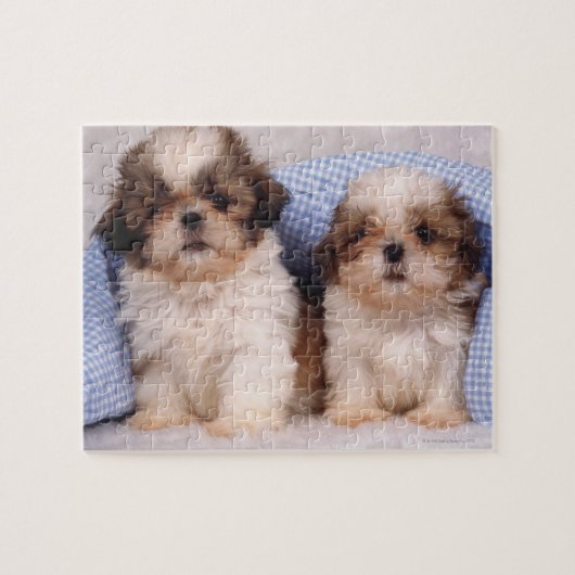 Puppies van Shih Tzu onder een gecontroleerde deke Legpuzzel (Horizontaal)