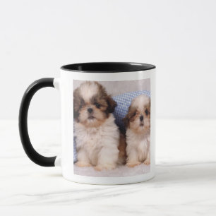 Puppies van Shih Tzu onder een gecontroleerde deke Mok