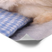 Puppies van Shih Tzu onder een gecontroleerde deke Poster (Hoek)