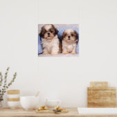 Puppies van Shih Tzu onder een gecontroleerde deke Poster (Keuken)