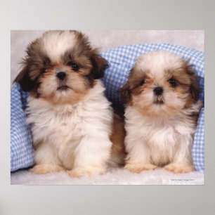 Puppies van Shih Tzu onder een gecontroleerde deke Poster