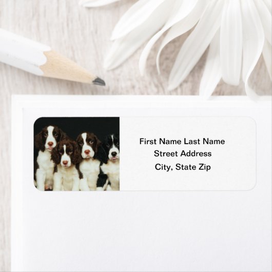 Puppies van Springer Spaniel (2) Etiket (Insitu)