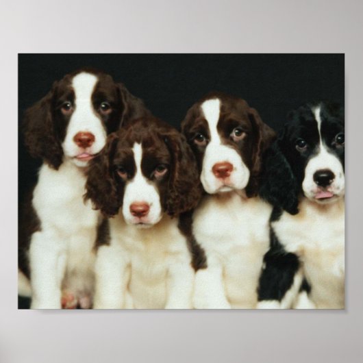 Puppies van Springer Spaniel (2) Poster (Voorkant)