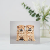 Puppies voor het kotteren van cellen briefkaart (Staand voorkant)