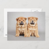 Puppies voor het kotteren van cellen briefkaart (Voorkant / Achterkant)