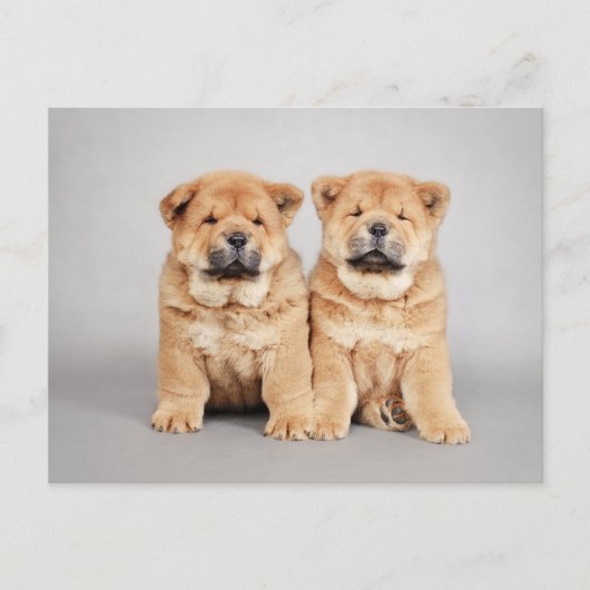 Puppies voor het kotteren van cellen briefkaart (Voorkant)