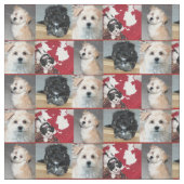 Puppies voor redding van Havanese Stof (Close Up)