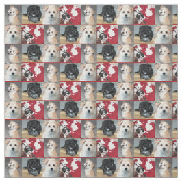 Puppies voor redding van Havanese Stof