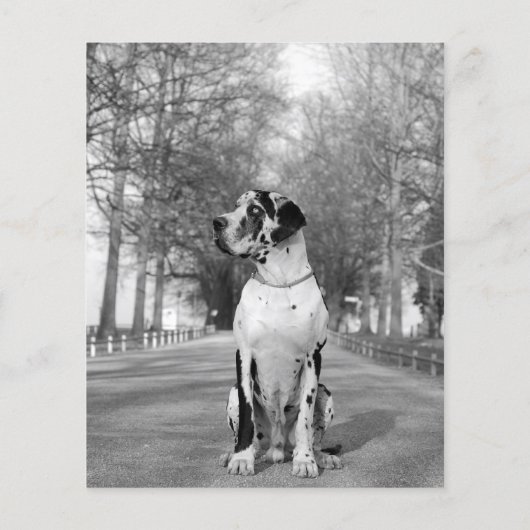 Puppies voor verkopen flyer (Achterkant)