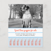 Puppies voor verkopen flyer (Voorkant)