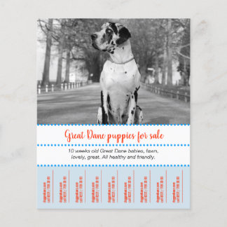 Puppies voor verkopen flyer