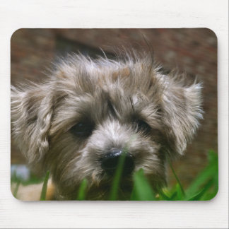 Pupppy-Muismat Muismat