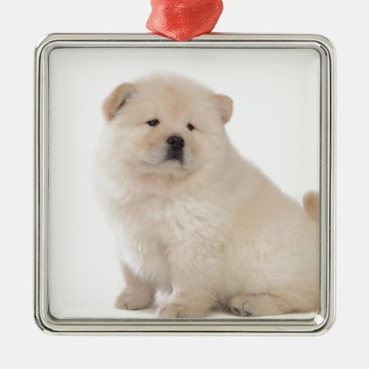 puppup hond met een schattige witte chow metalen ornament (Voorkant)